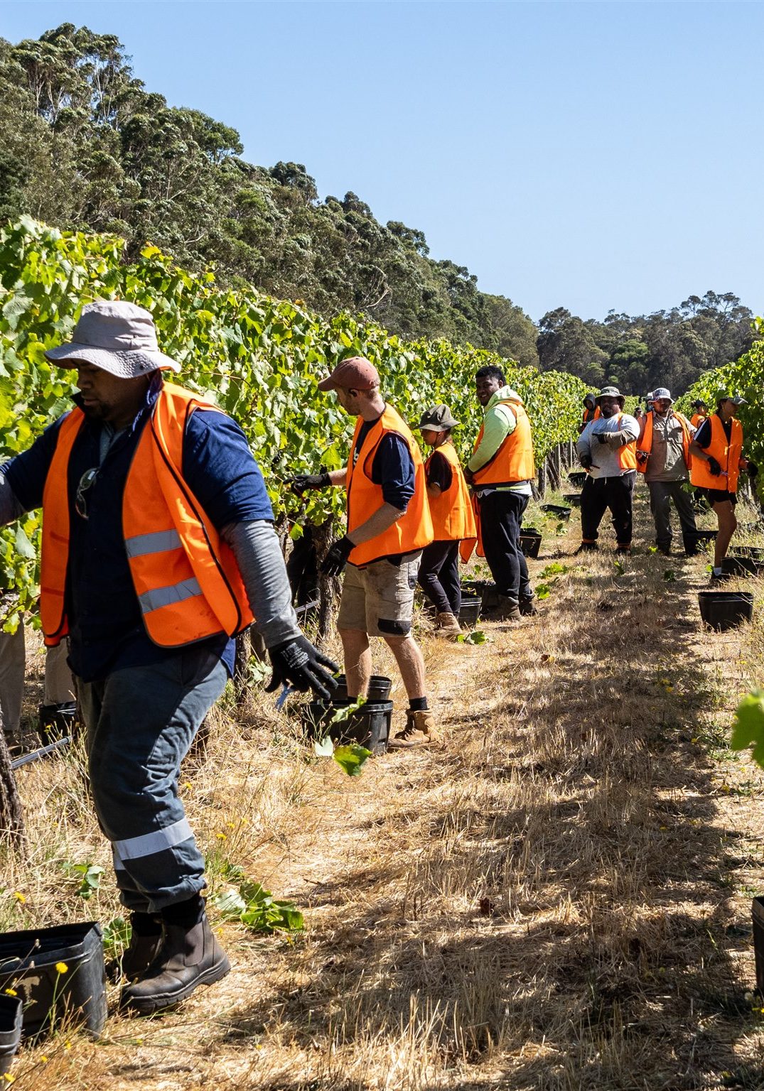 Viticulture Picture